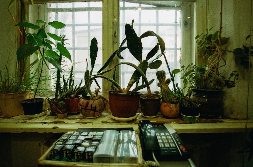 potted plants on window sills