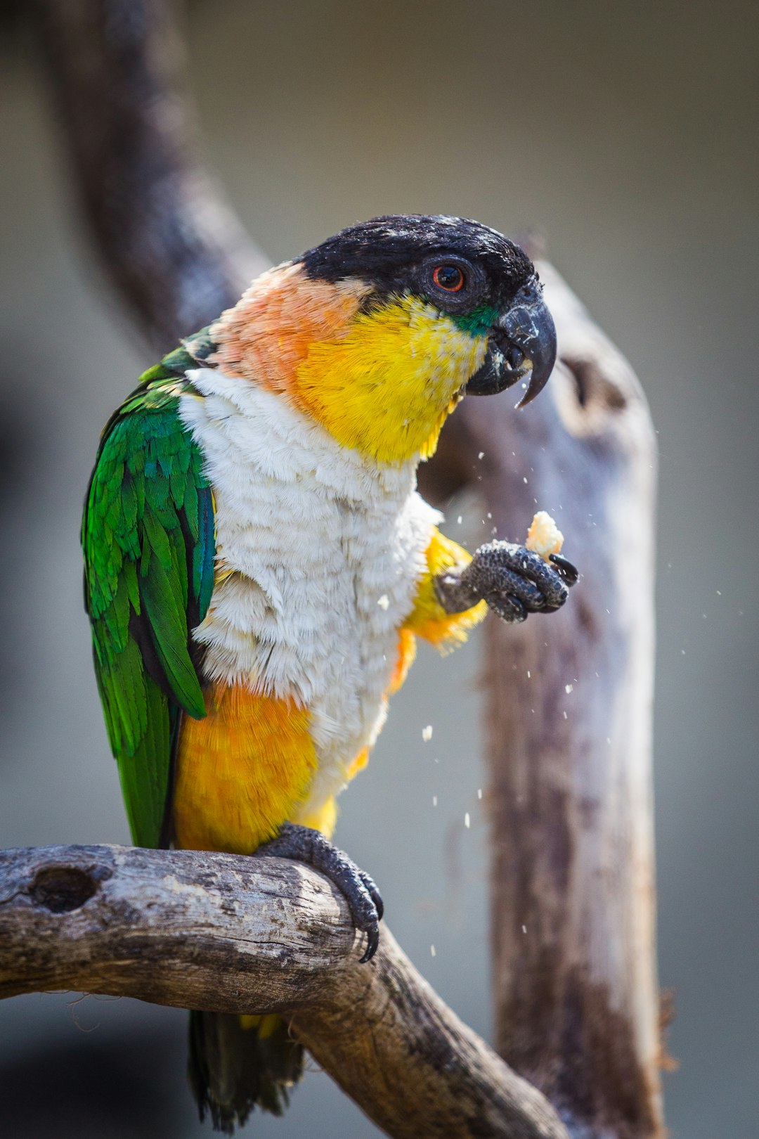 green, white, and yellow lorikeet bird