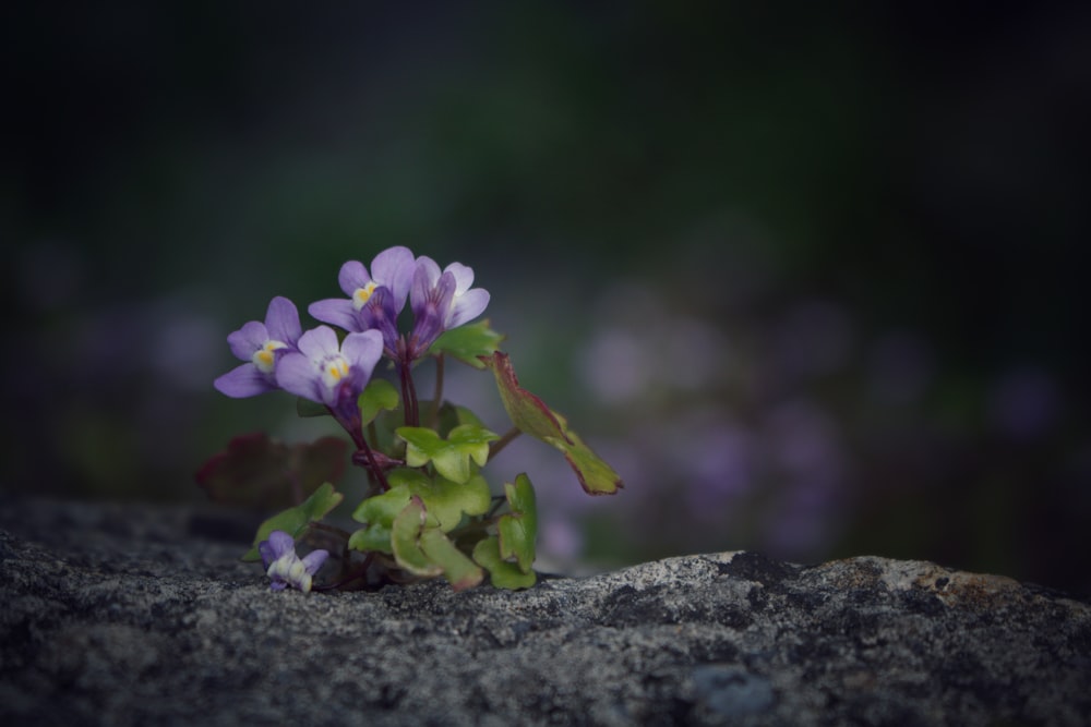 fleur mauve