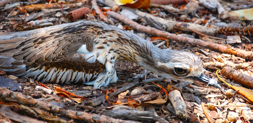 brown and white bird