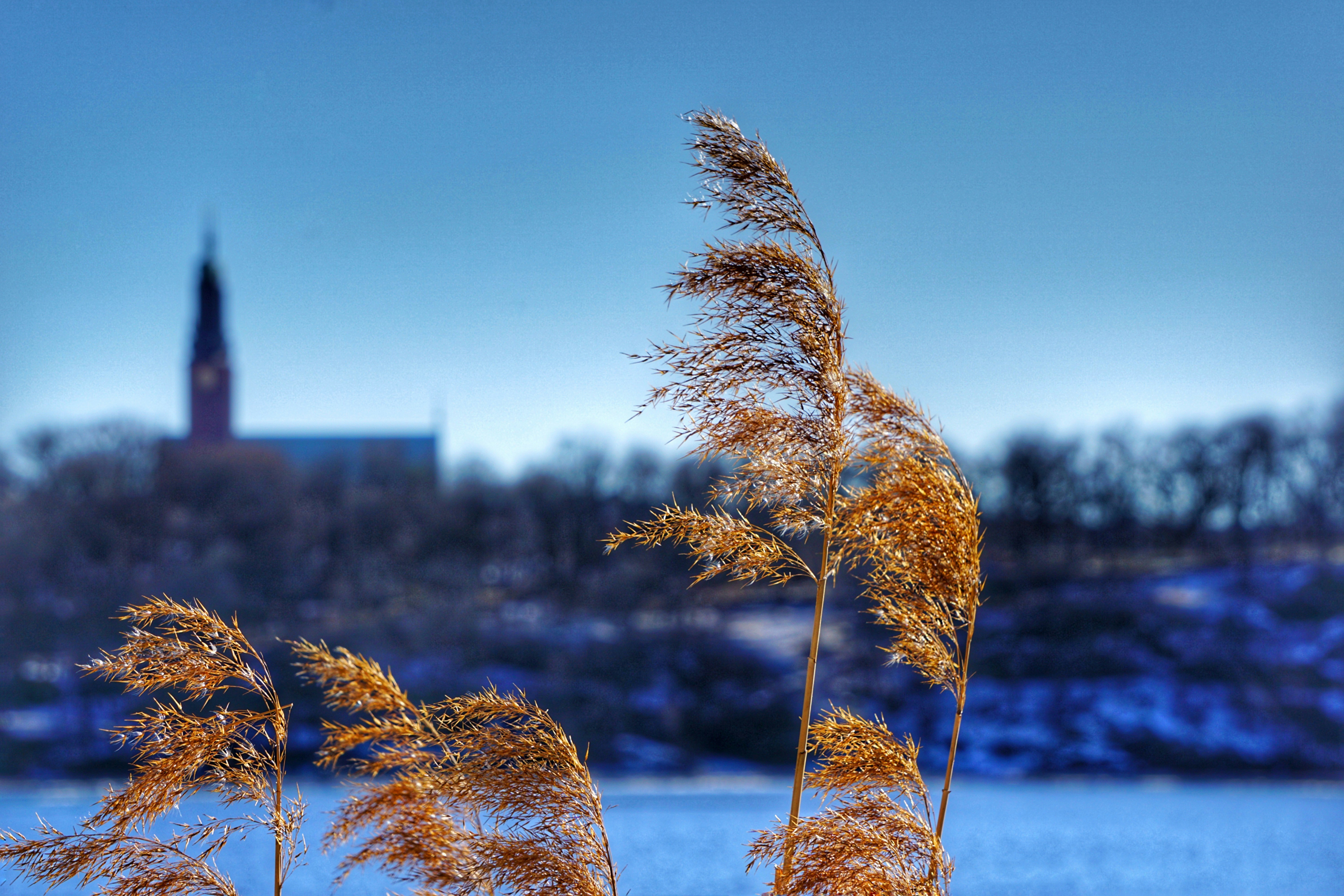 Yellow reeds on a cold winter day.