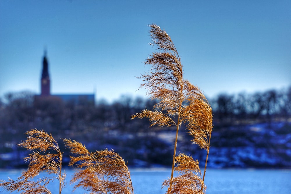 brown grass near body of water during daytime