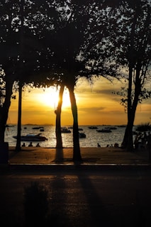 silhouette photography of trees and boat during dawn