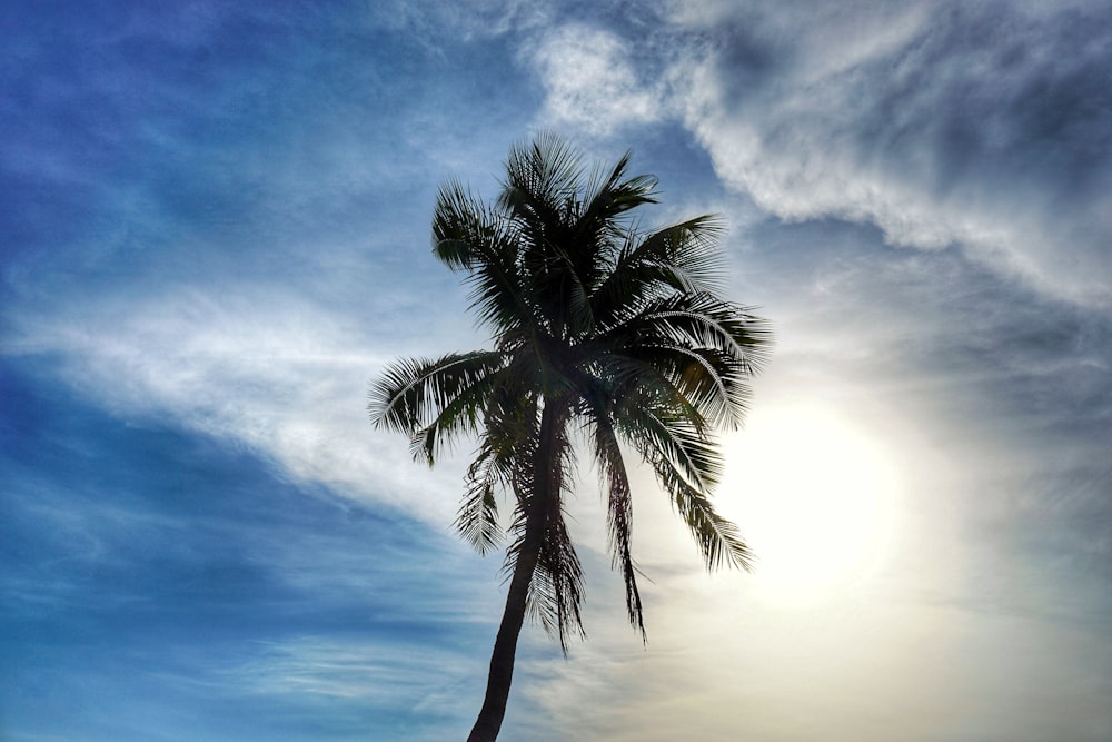 green coconut tree