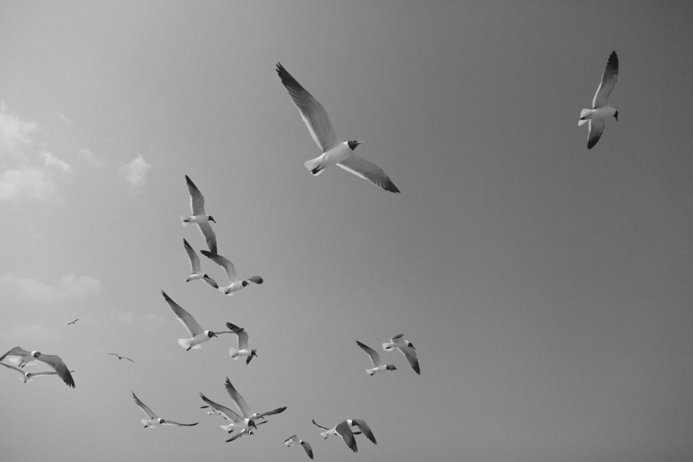 flock of seagull flying