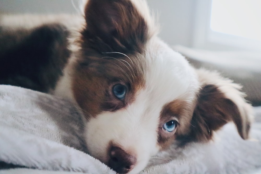 filhote de cachorro branco e marrom de pelagem curta deitado dentro de casa