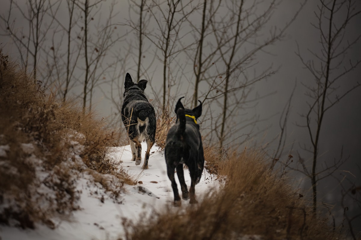 Two dogs walking together on outdoor trail