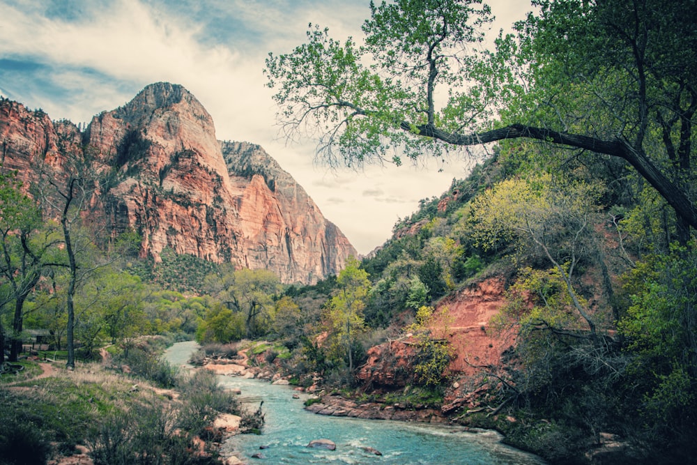 Río en el bosque