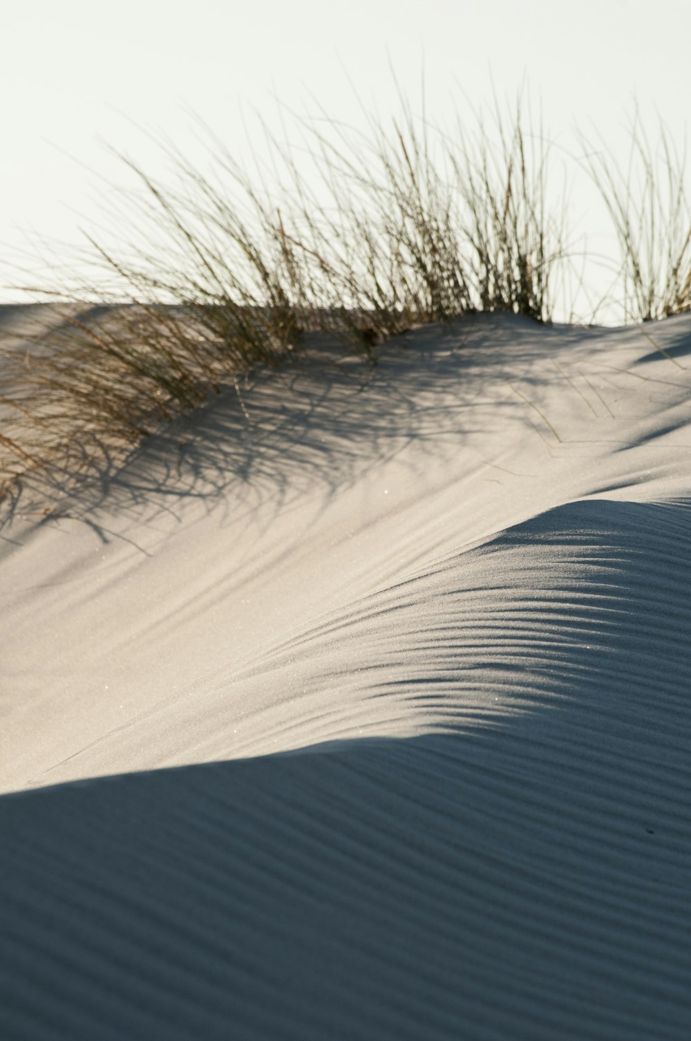 brown grasses on gray sand