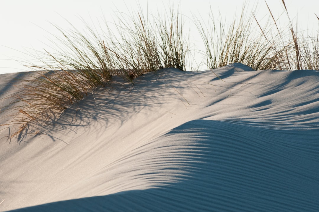 brown grasses on gray sand