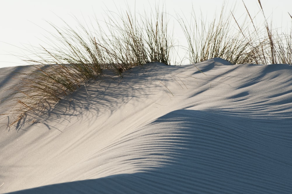 brown grasses on gray sand