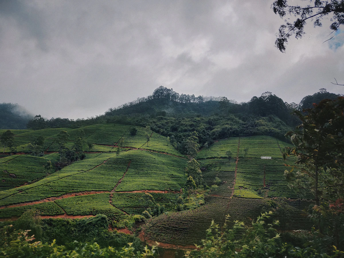 Tea plantation hills in Sri Lanka's central highlands