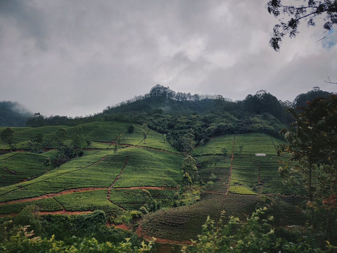landscape photography of green field viewing mountain under white sky,
