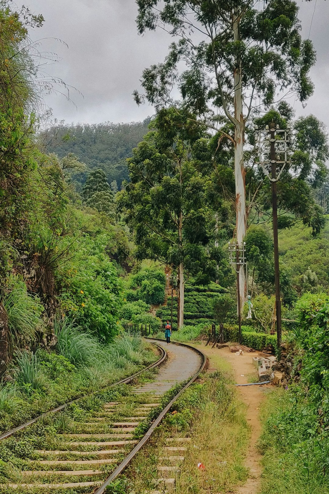 Forest photo spot Nanuoya Nuwara Eliya