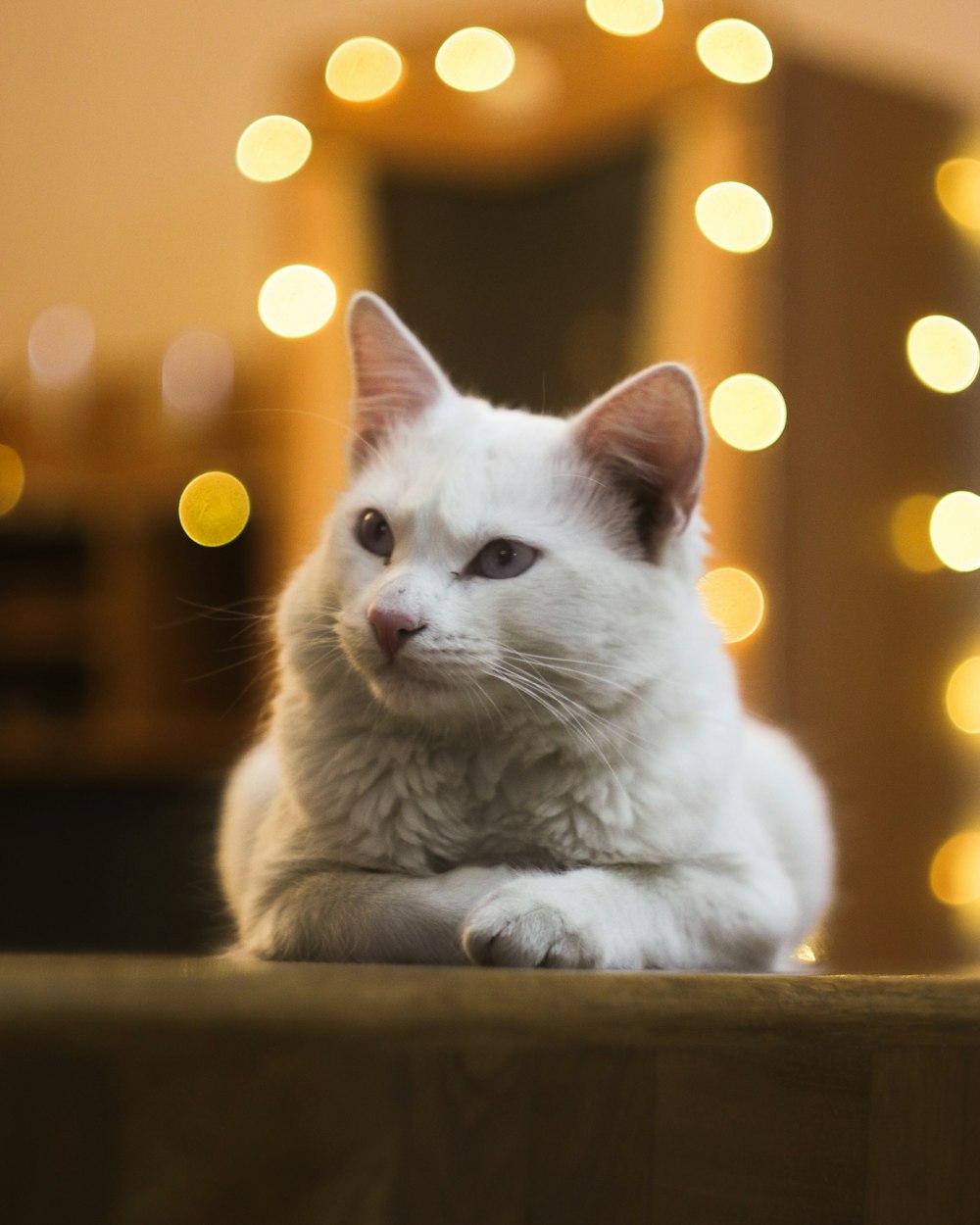 selective focus photography of white cat on brown surface