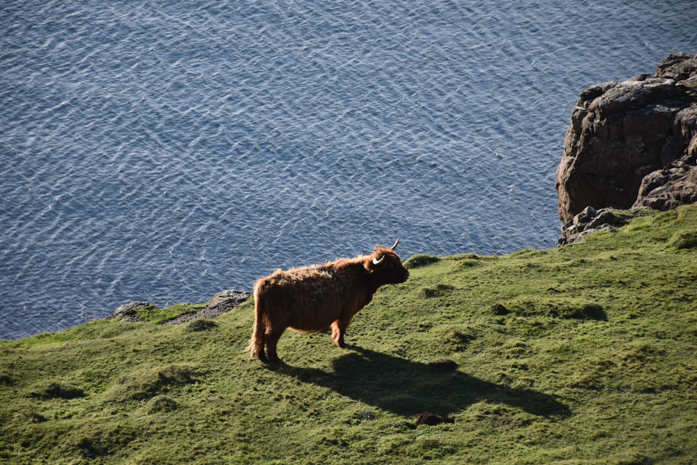 brown cattle on hill