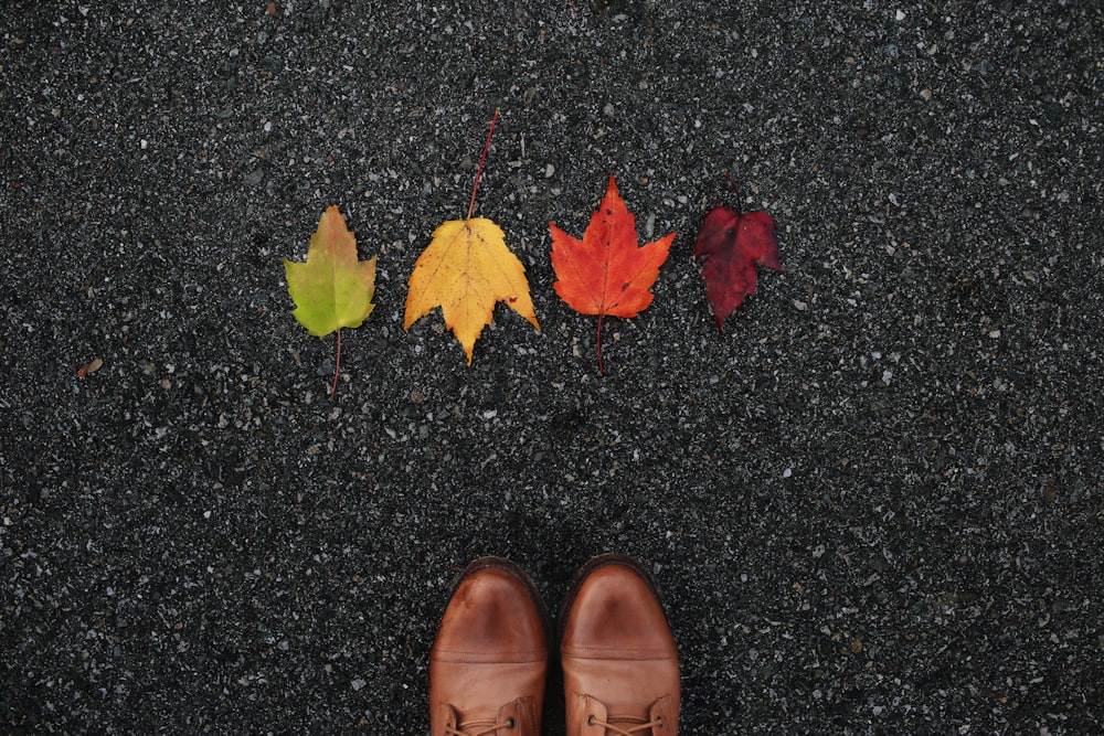 four assorted-color leaves