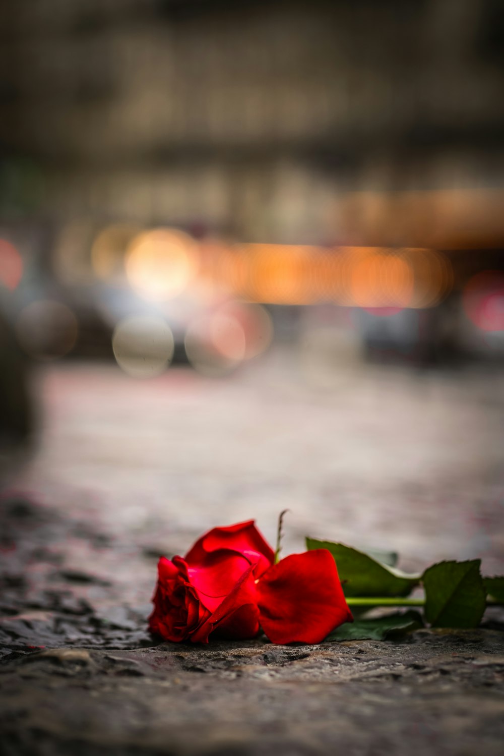 red rose on pavement