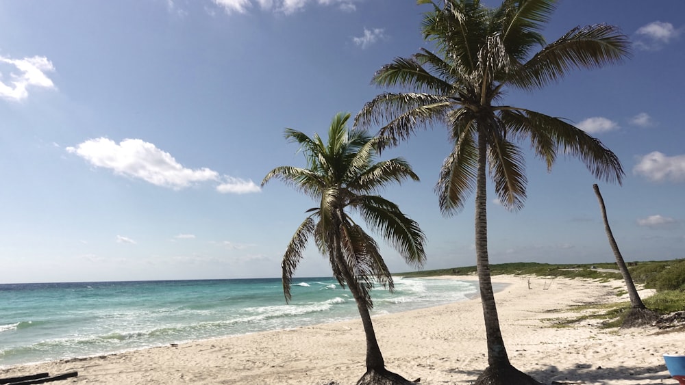 green palm trees on seashore