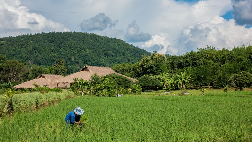 person on rice field
