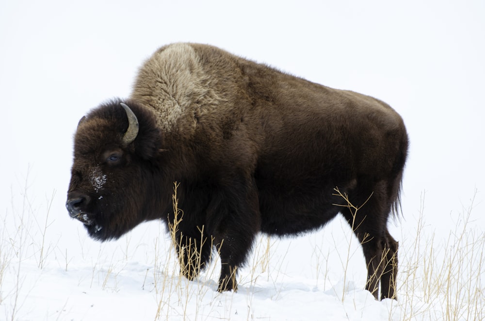 adult bison on snowfield