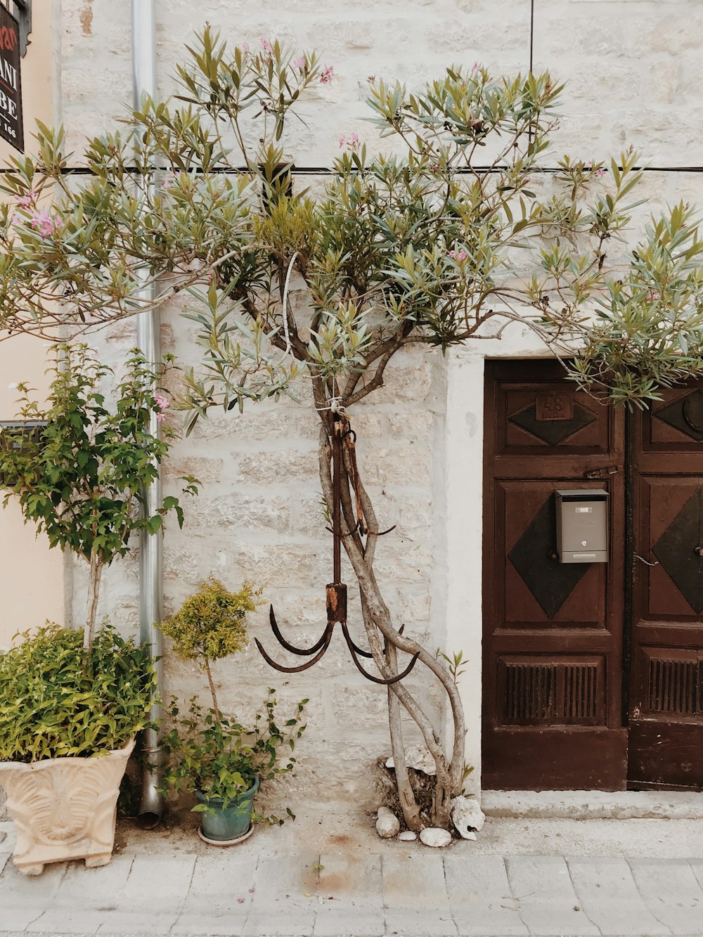 green plants beside brown wooden closed door