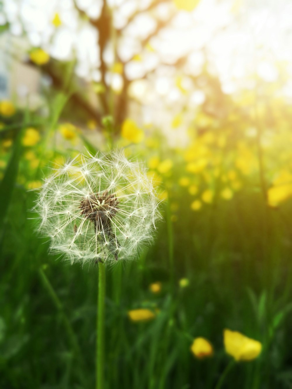 macro photography of white dandelion flower