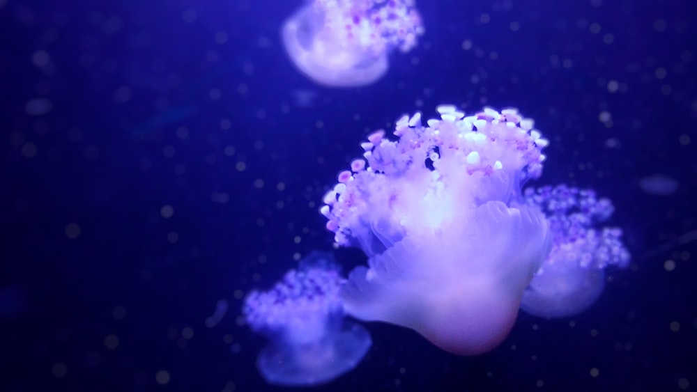 several jellyfishes underwater