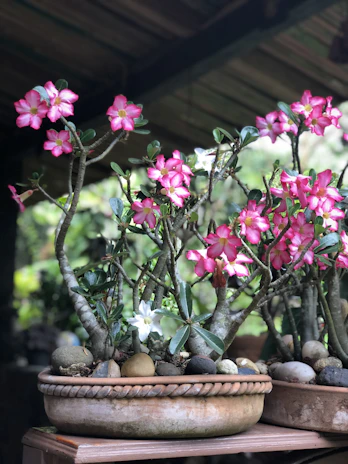 A rustic ceramic planter showcasing delicate blooming flowers on a wooden porch.