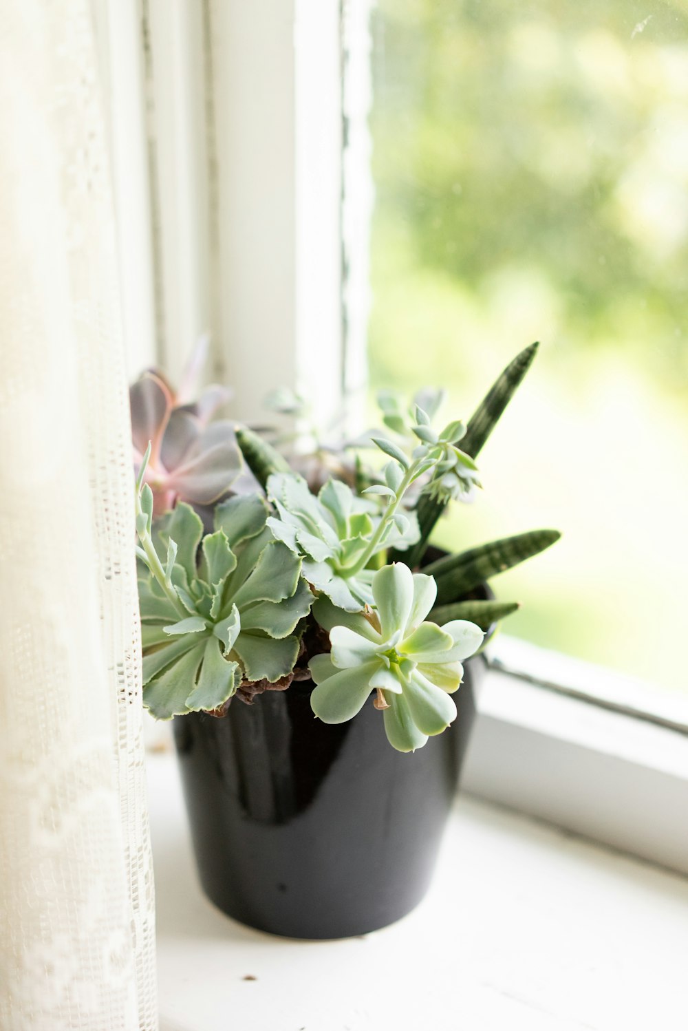 窓枠に座っている鉢植えの植物