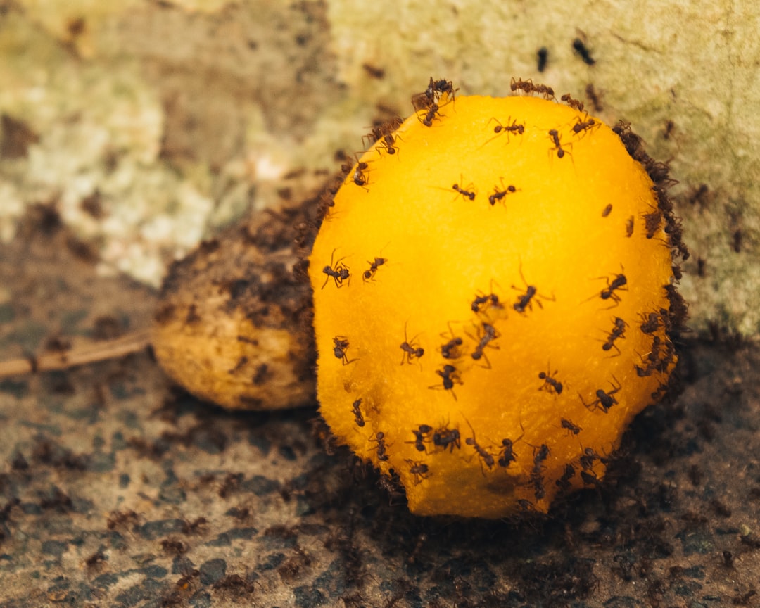 colony of ants on yellow fruit