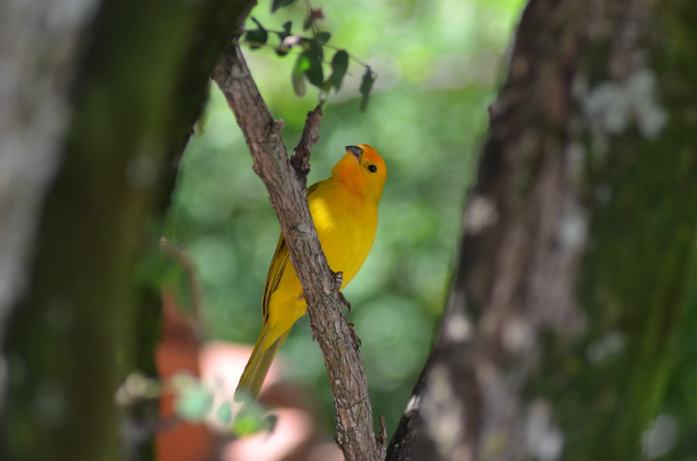 Foto des gelben Vogels mit flachem Fokus