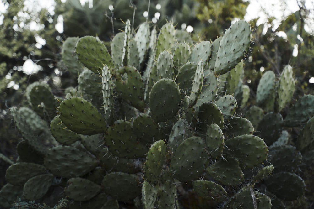 green cactus plant