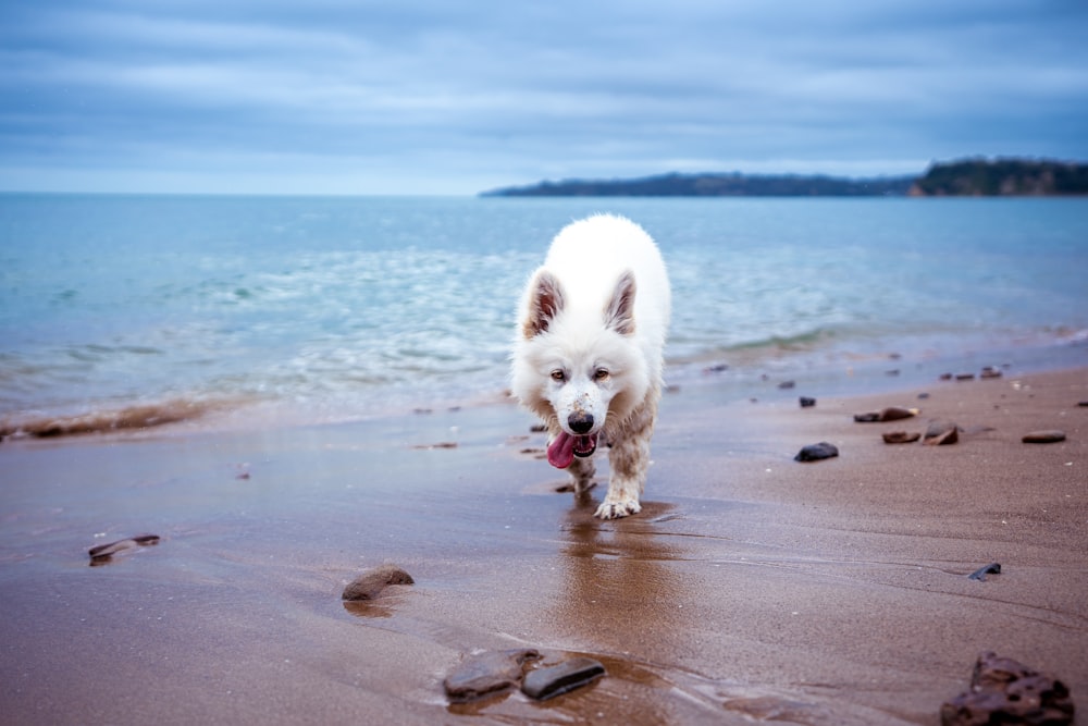 white dog at beach