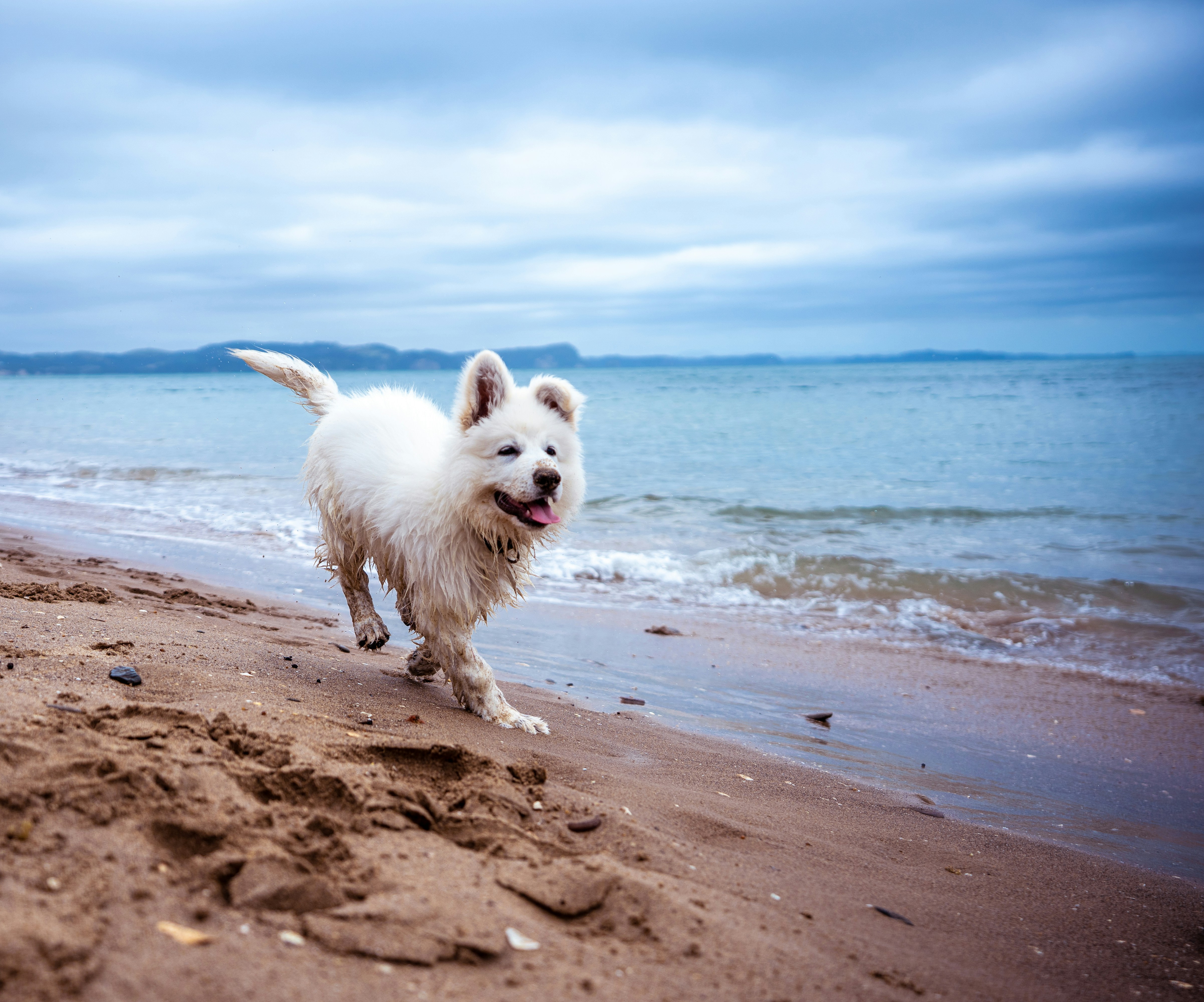 long-coated white dog running on seashore under blue and white sky, Berger Blanc Suisse puppy "angelo" running on the beach