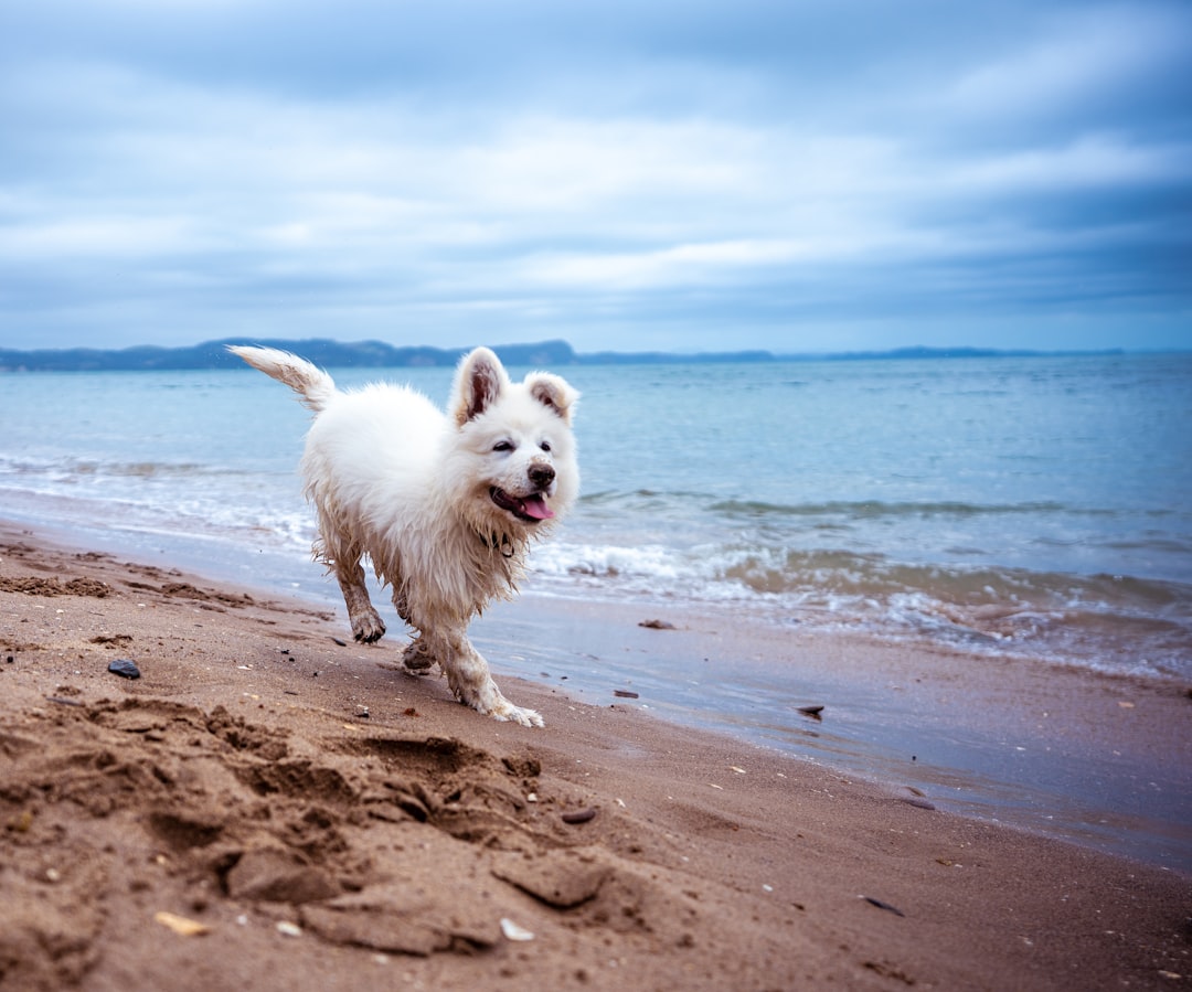 long-coated white dog running on seashore under blue and white sky, Berger Blanc Suisse puppy