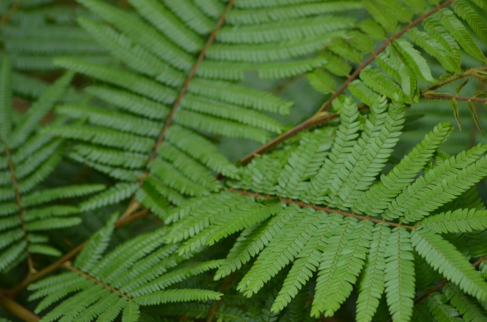 グリーンシダ植物のマクロ撮影