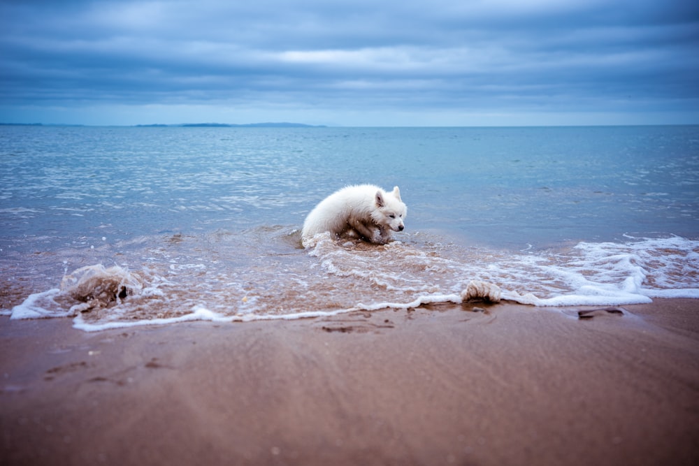 short-coated white dog on body of water
