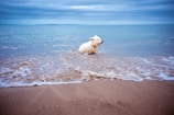 A happy dog playing on a pet-friendly beach.