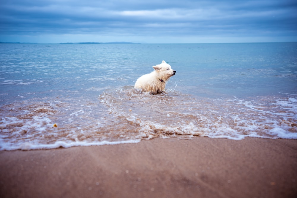 dog sitting on shore