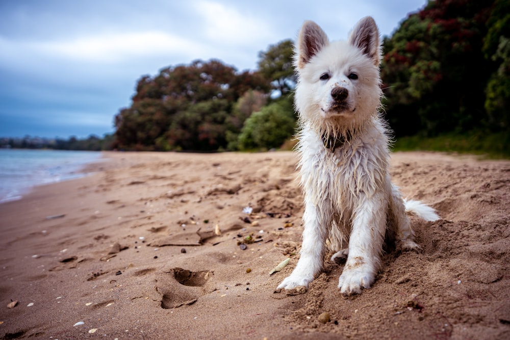 white puppy at beach