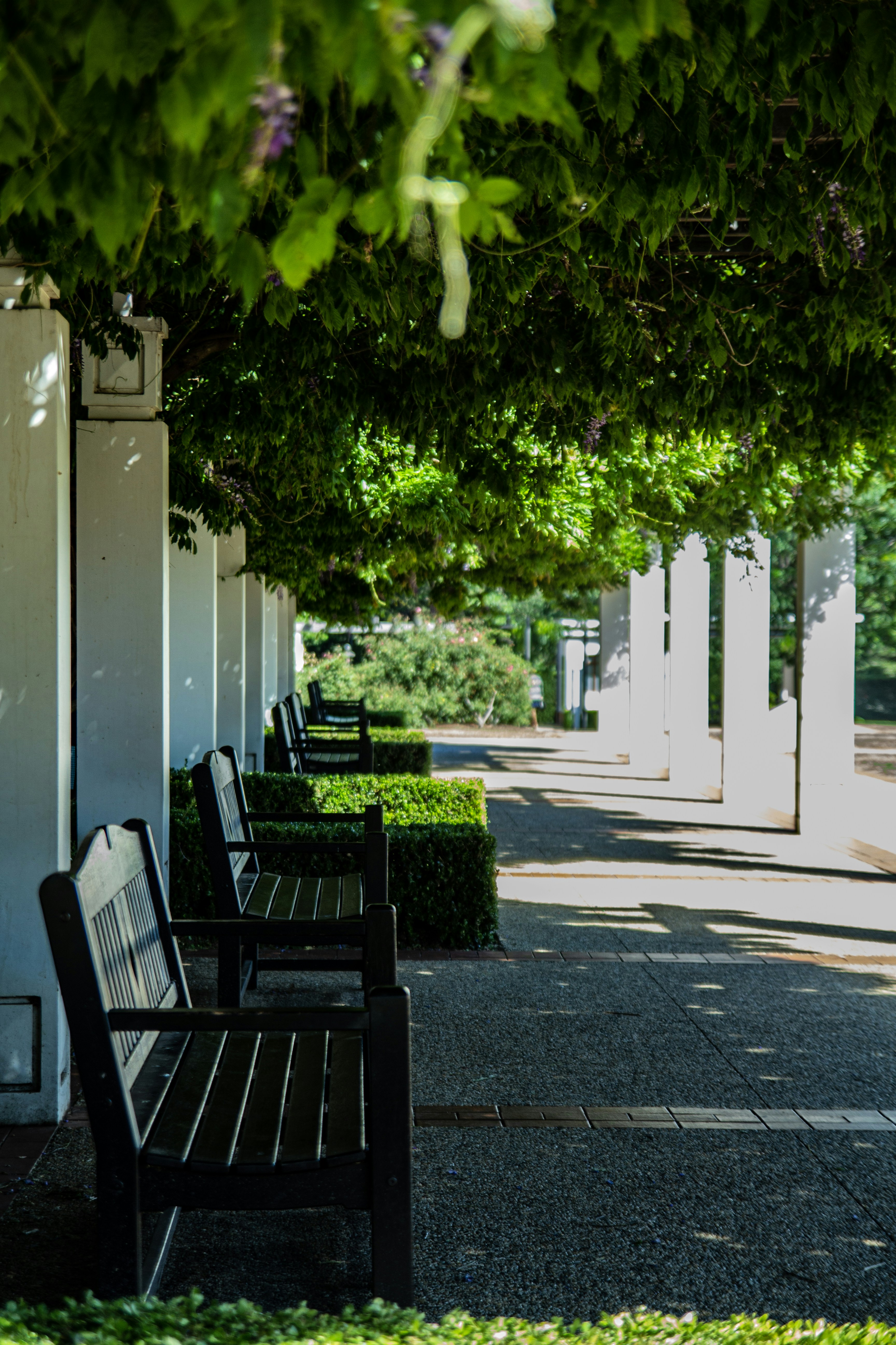 Two Black Wooden Benches Under Trees Photo Free Furniture Image