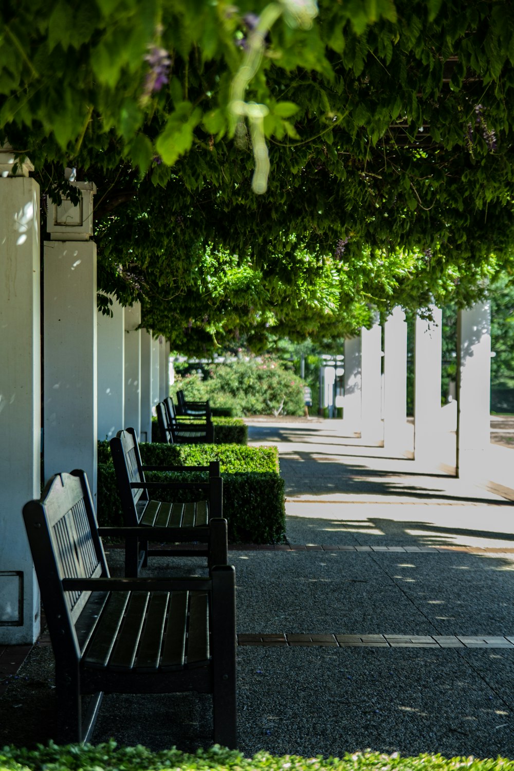 two black wooden benches under trees