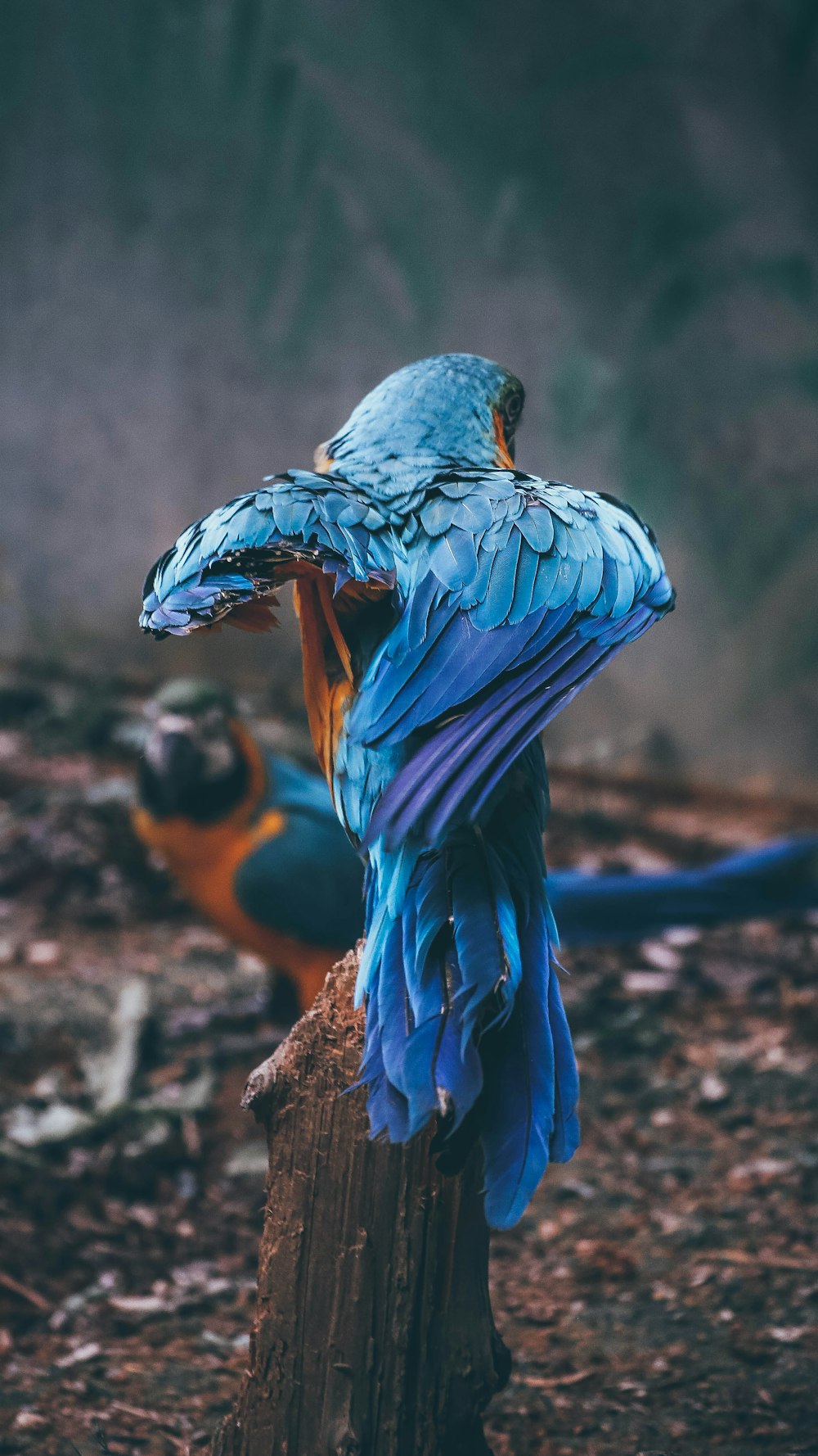 pájaro azul posado en un poste de madera