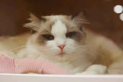 white and brown cat lying on pink textile