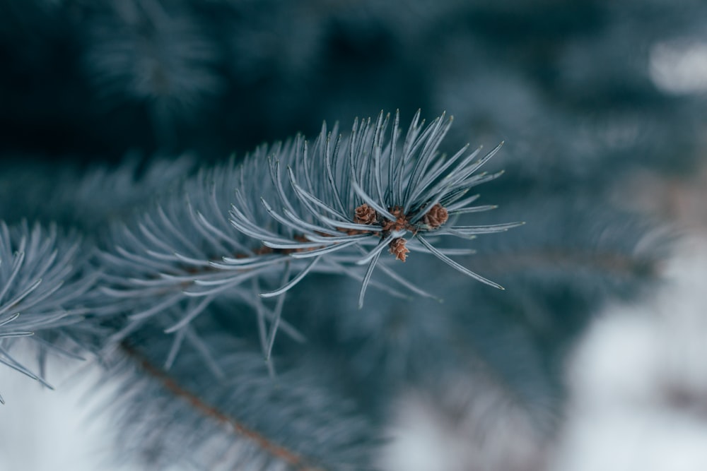 shallow focus photo of green leaves