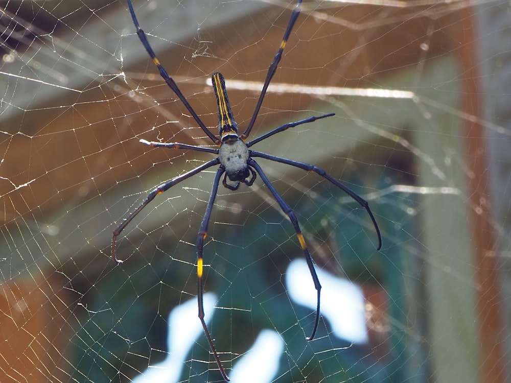 낮 동안 거미줄에 회색과 검은 거미의 선택적 초점 사진
