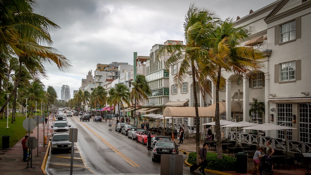 winds blowing at green palm trees during daytime