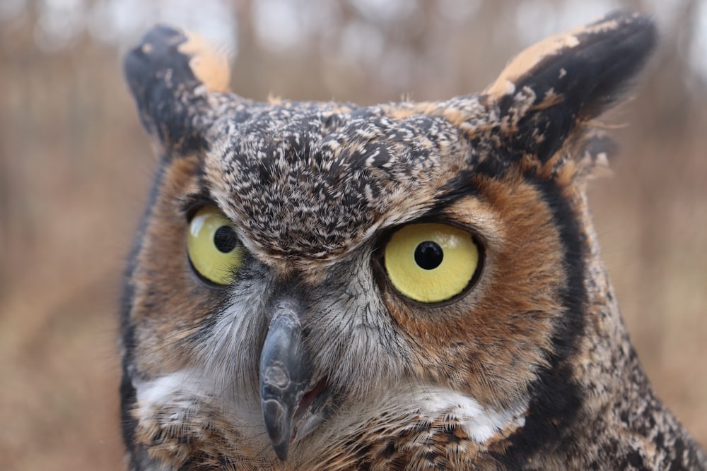 brown and black owl