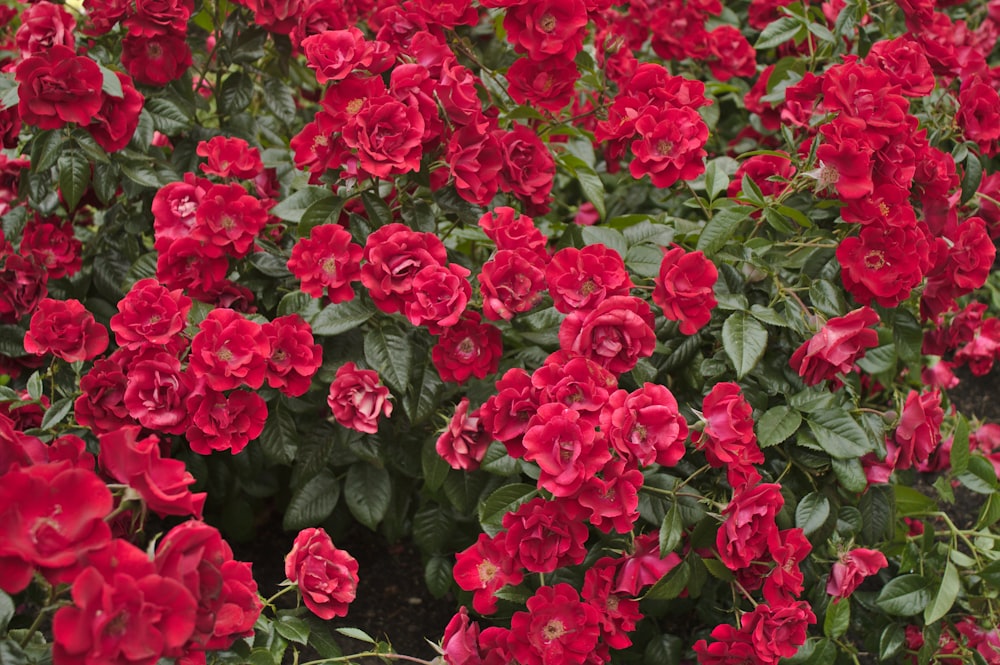 red roses blooming